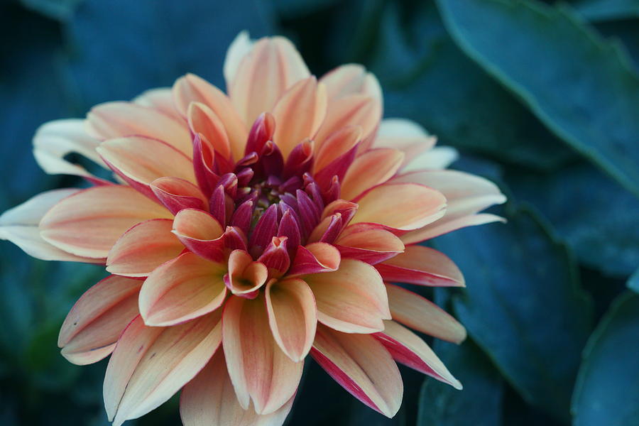 Flower Photograph - Beautiful Dahlia 4 by Dimitry Papkov