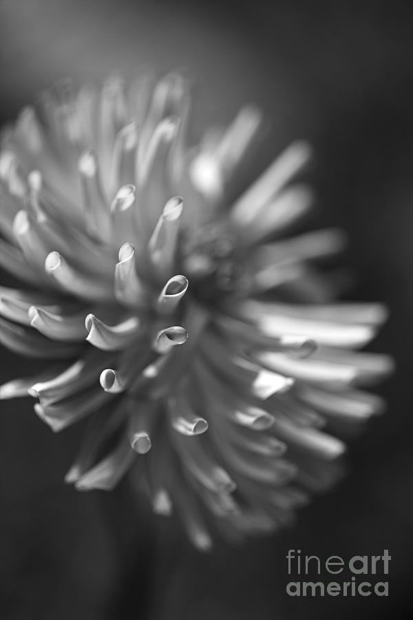 Beautiful Dahlia Flower Whisper Photograph by Joy Watson