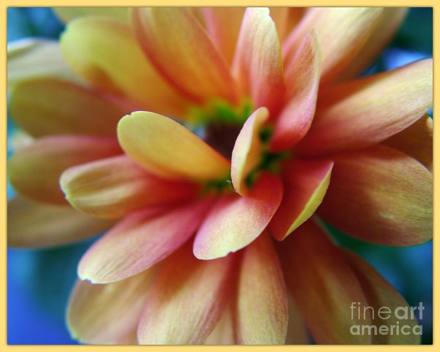 Beautiful Dahlia Photograph by Joan-Violet Stretch