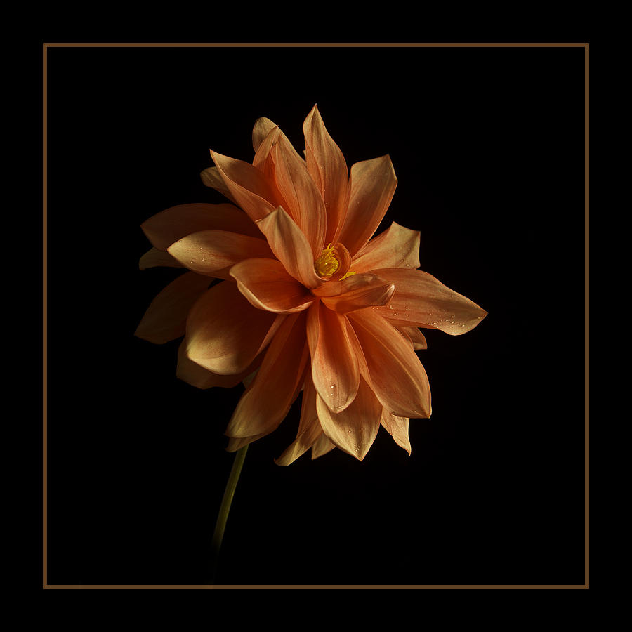 Flower Photograph - Beautiful Dahlia by Robert Murray