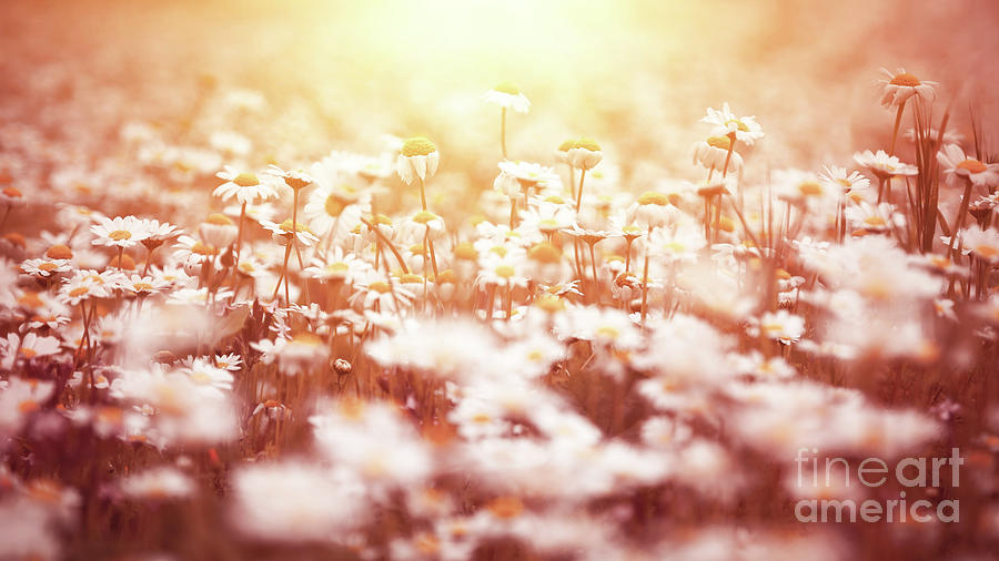 Beautiful daisy flower field Photograph by Anna Om