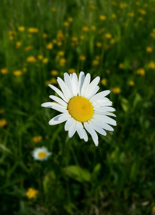 Beautiful Daisy Photograph by Yazid Ismail - Fine Art America