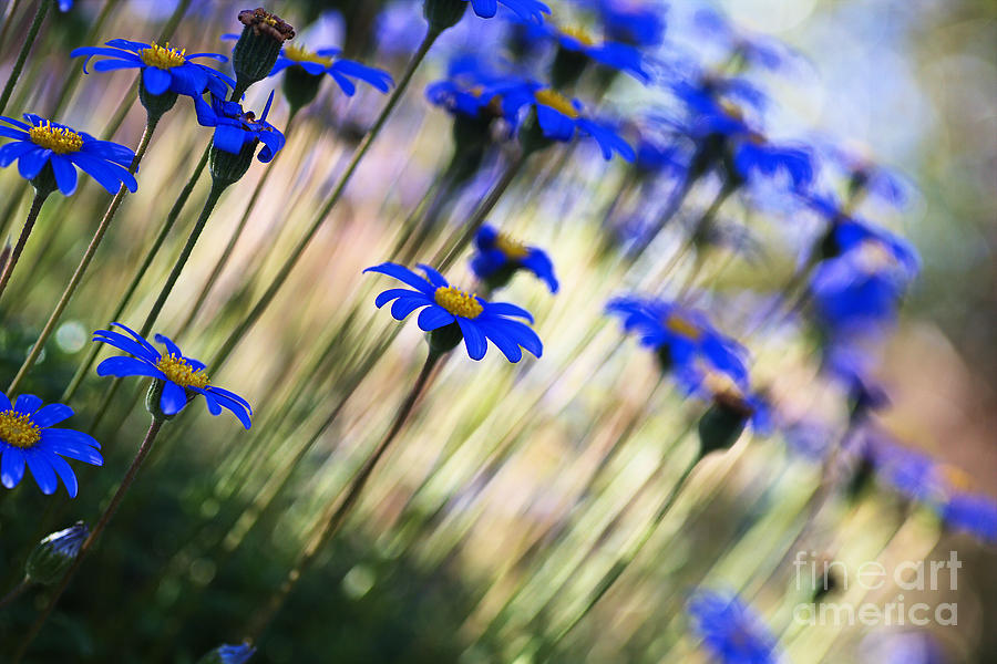 Beautiful Dancing Blue Flowers Romance Photograph by Joy Watson