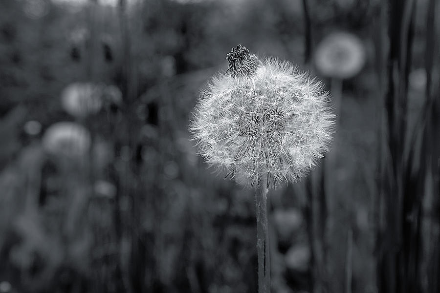 Beautiful Dandelion in black and white Photograph by Wolfgang Stocker