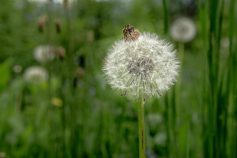 Beautiful Dandelion Photograph by Wolfgang Stocker