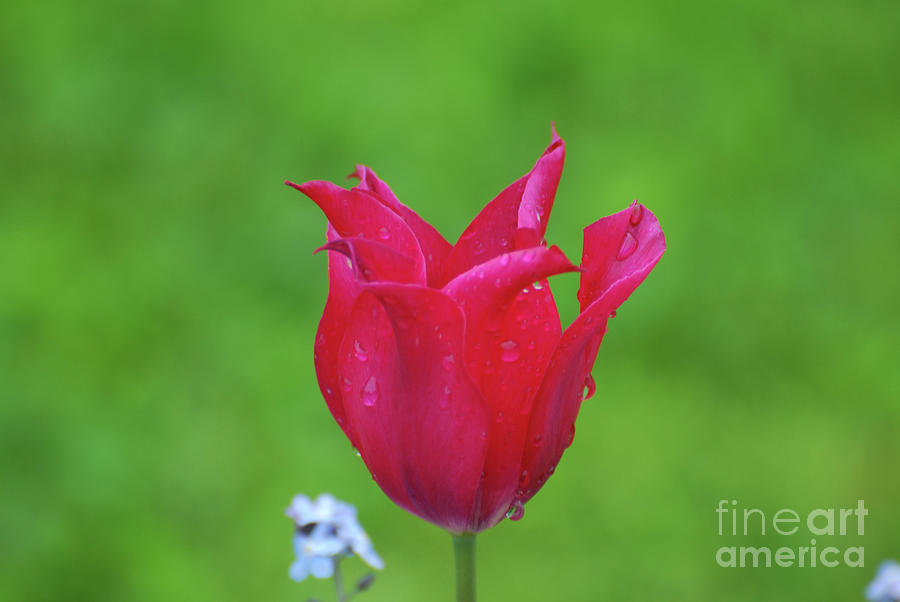 Beautiful Dark Pink Flowering Tulip in the Spring Photograph by DejaVu Designs