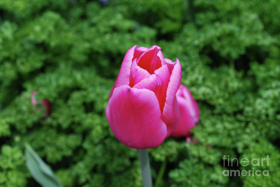 Tulip Photograph - Beautiful Dark Pink Tulip Flower Blossom in a Garden by DejaVu Designs