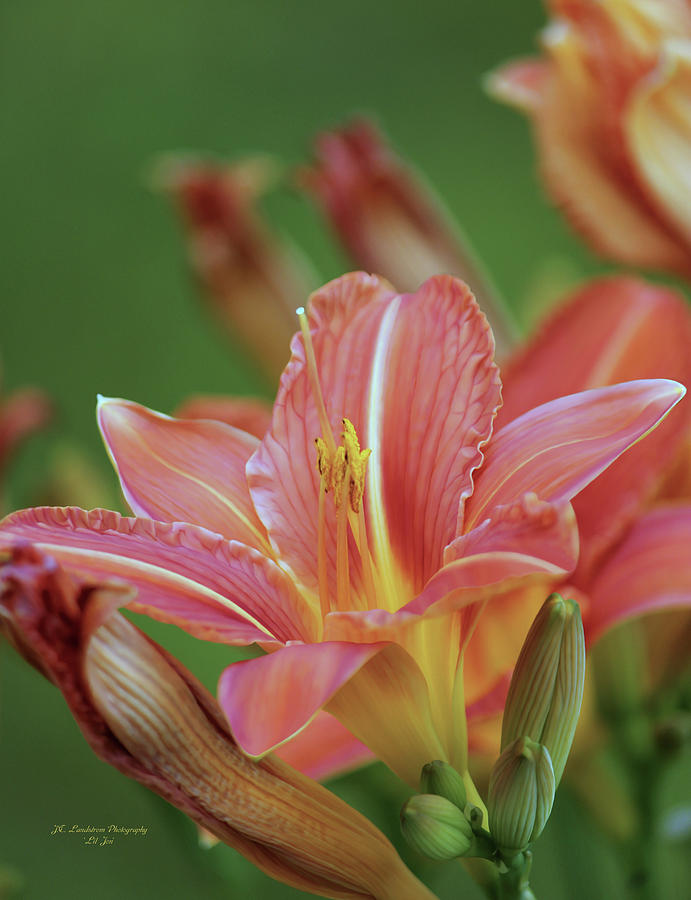 Lily Photograph - Beautiful Day Lilies by Jeanette C Landstrom
