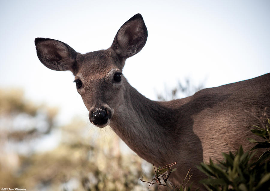 Nature Photograph - Beautiful Deer  by Debra Forand