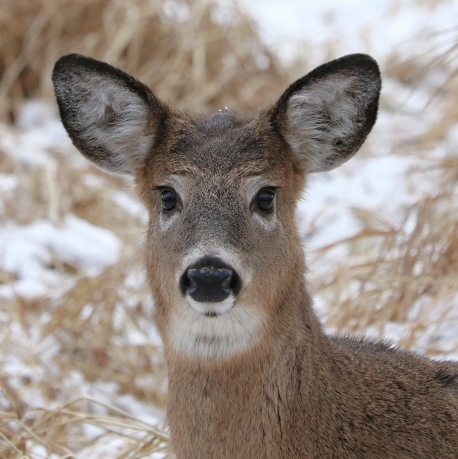 Beautiful Deer Portrait Photograph by Doris Potter