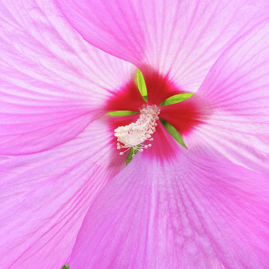 Nature Photograph - Beautiful delicate pink hibiscus flower by GoodMood Art