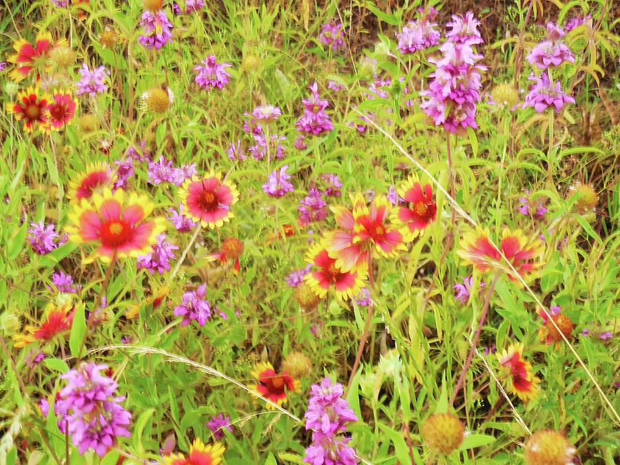 Beautiful Display Of Color Photograph by Stephanie Long - Fine Art America