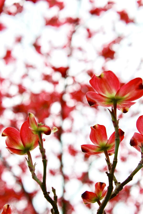 Nature Photograph - Beautiful Dogwood Red Blooms by M E