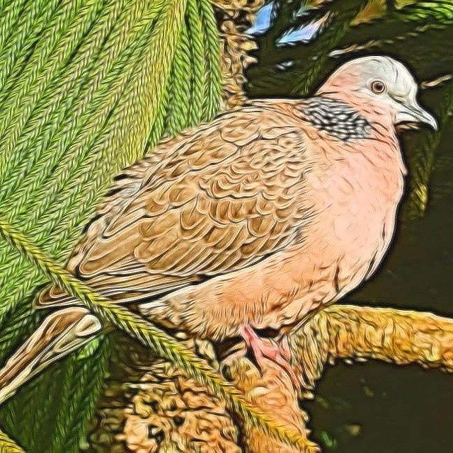 Nature Photograph - #beautiful #dove Sitting On A Tree by Pamela Walton