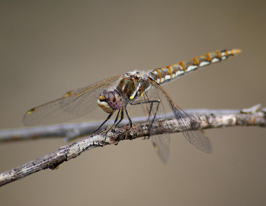 Beautiful Dragonfly Photograph by Ben Upham III