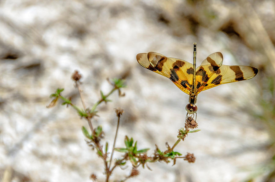 Beautiful Dragonfly Photograph by Wolfgang Stocker