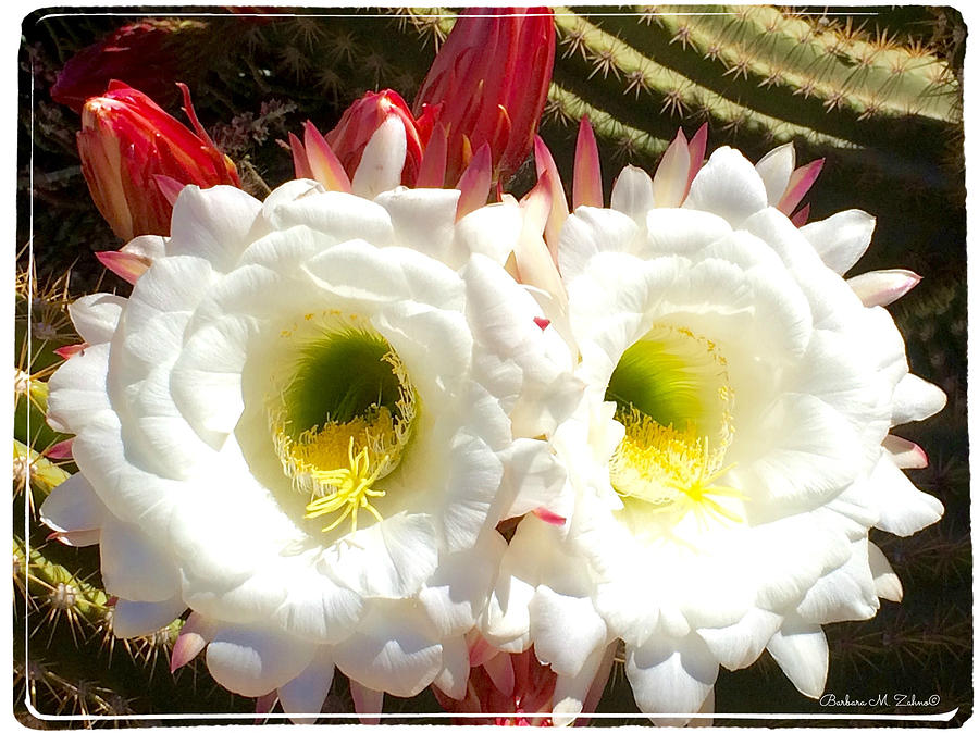Flower Photograph - Beautiful Duo by Barbara Zahno