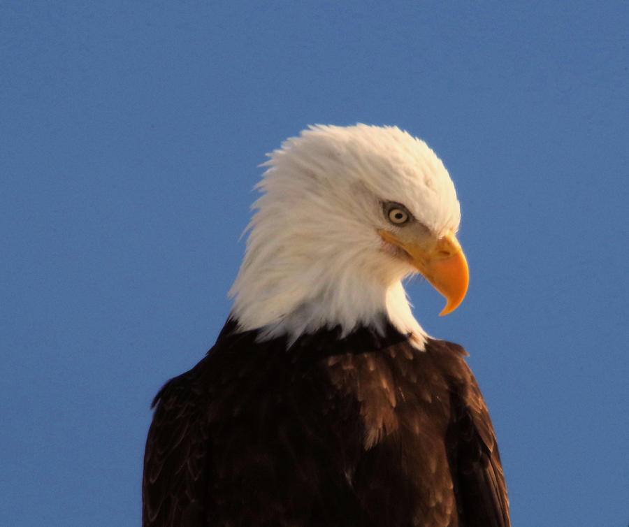 Beautiful Eagle Photograph by Jeff Swan