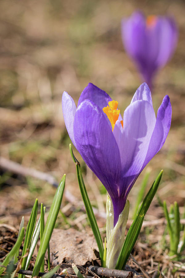 Beautiful early spring wild flower Photograph by Jivko Nakev