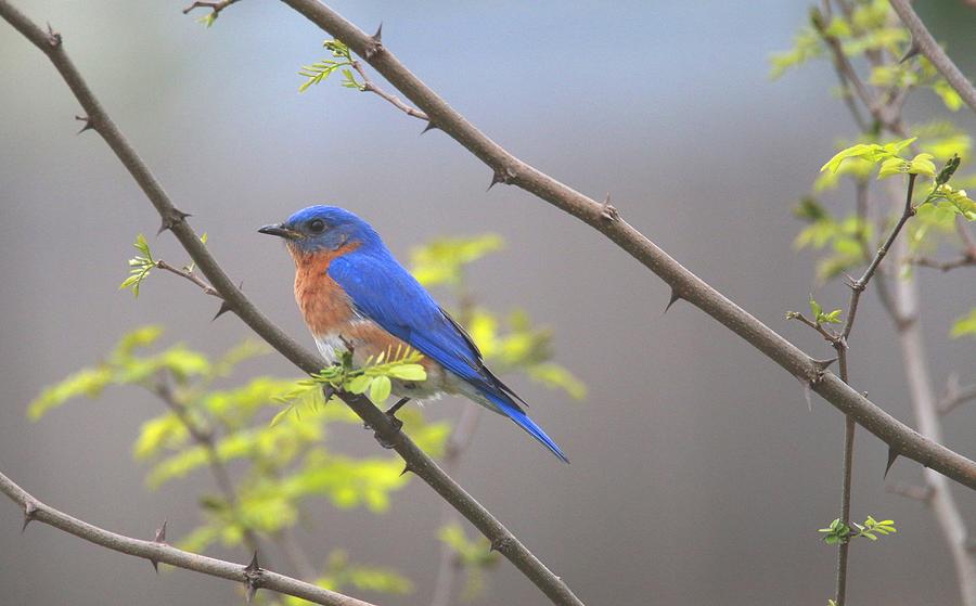 Beautiful Eastern Bluebird Photograph by Living Color Photography Lorraine Lynch