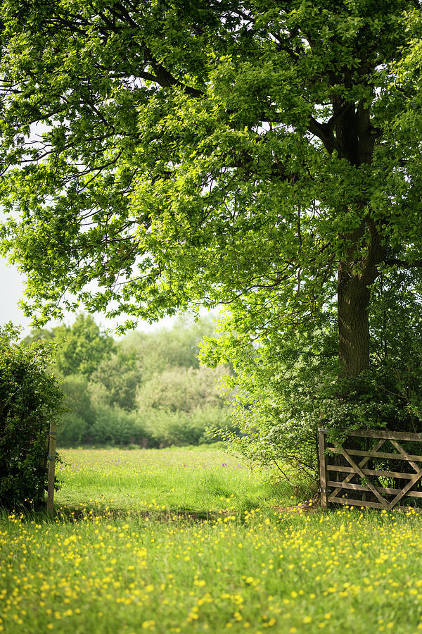Beautiful English countryside landscape image of meadow in Sprin ...