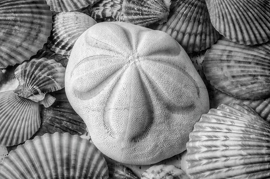 Still Life Photograph - Beautiful Exotic Sand Dollar Black And White by Garry Gay