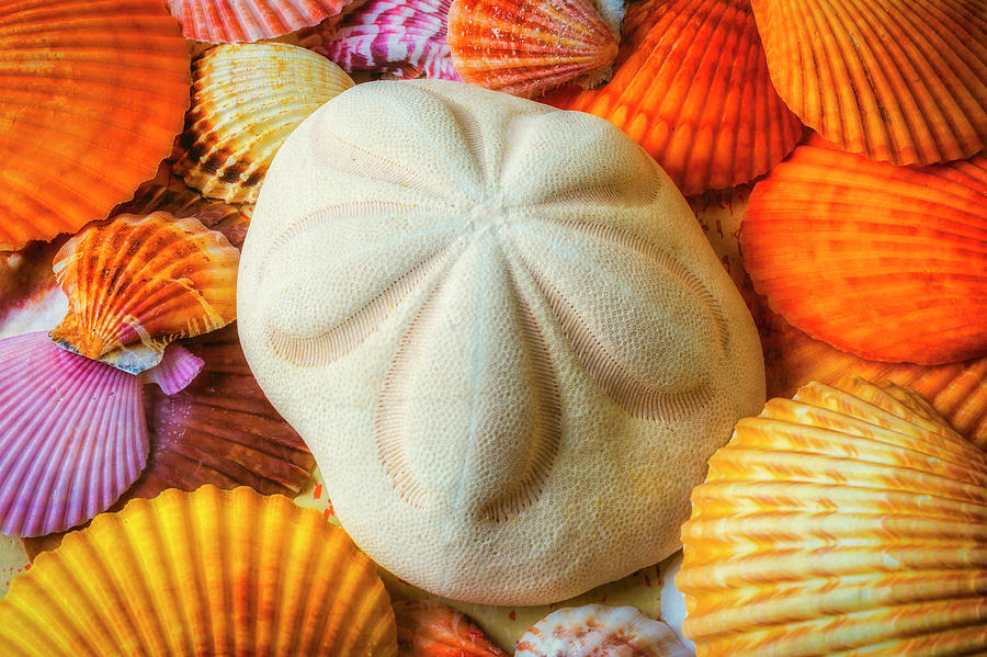 Still Life Photograph - Beautiful Exotic Sand Dollar by Garry Gay