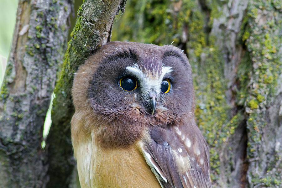 Beautiful Eyes of a Saw-whet Owl Chick Photograph by Mark Miller