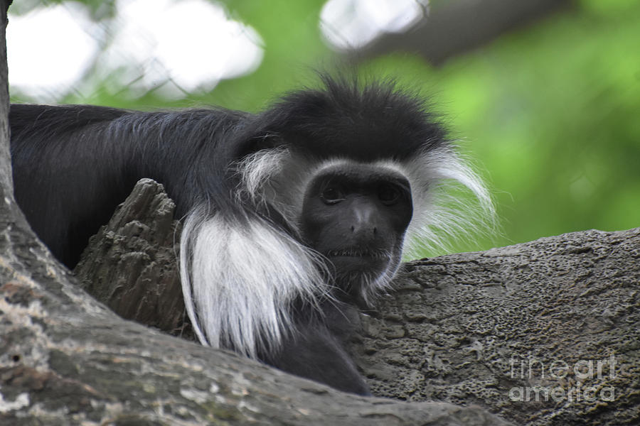 Beautiful Face of a Black and White Colobus Monkey Photograph by DejaVu Designs