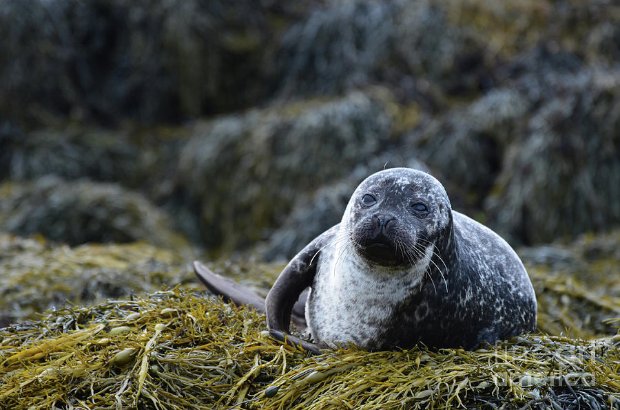 Beautiful Face of a Harbor Seal Photograph by DejaVu Designs | Fine Art ...