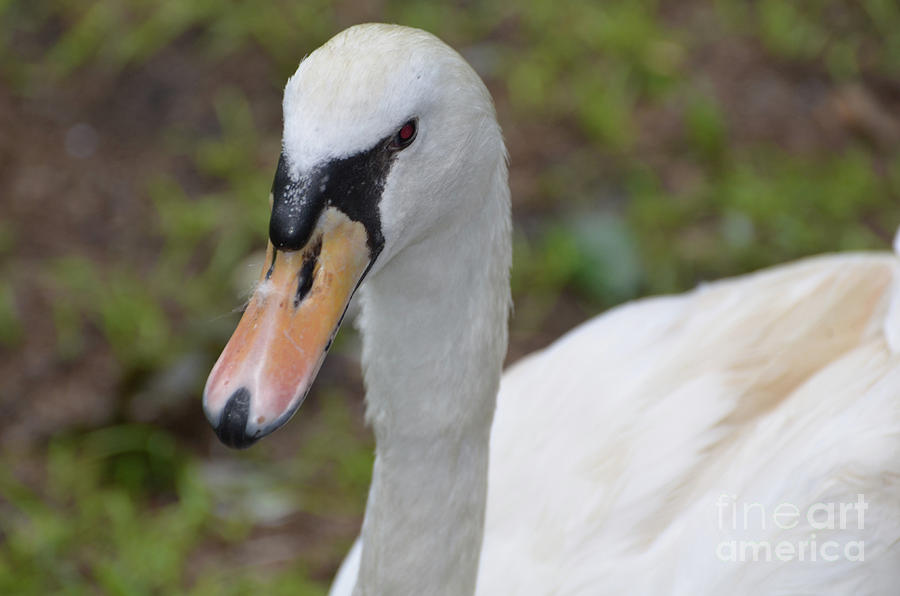 Beautiful Face of a White Swan in the Wild Photograph by DejaVu Designs