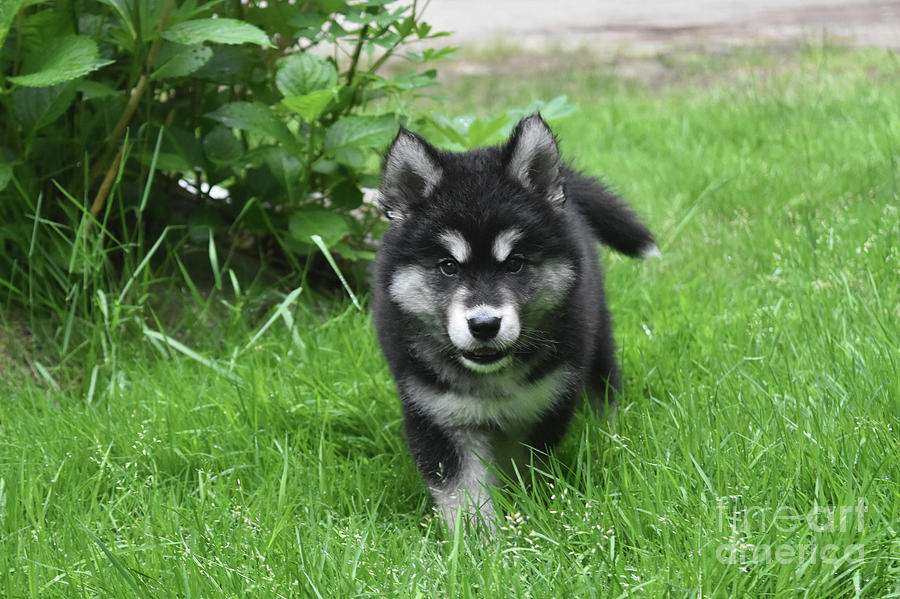 Beautiful Face of an Alusky Puppy Dog in Thick Green Grass Photograph by DejaVu Designs