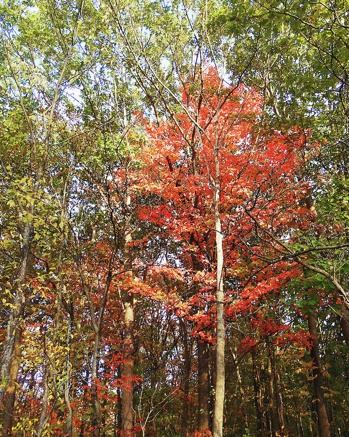 Beautiful Fall Colors Photograph