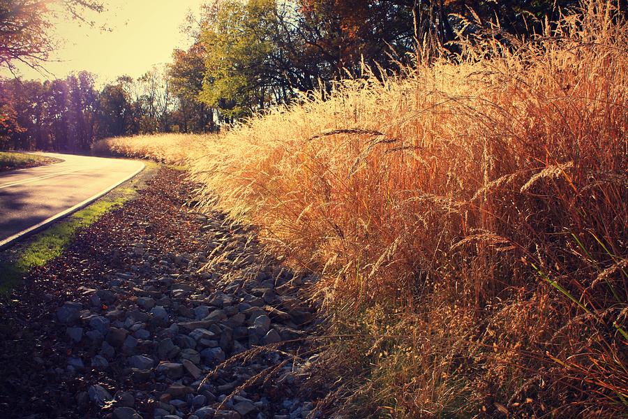 Landscape Photograph - Beautiful Fall Grass by Goldie Pierce