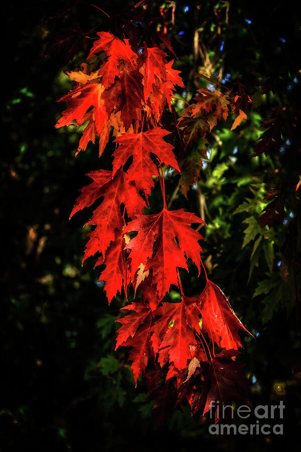 Beautiful Fall Maple Leaves Photograph by Robert Bales