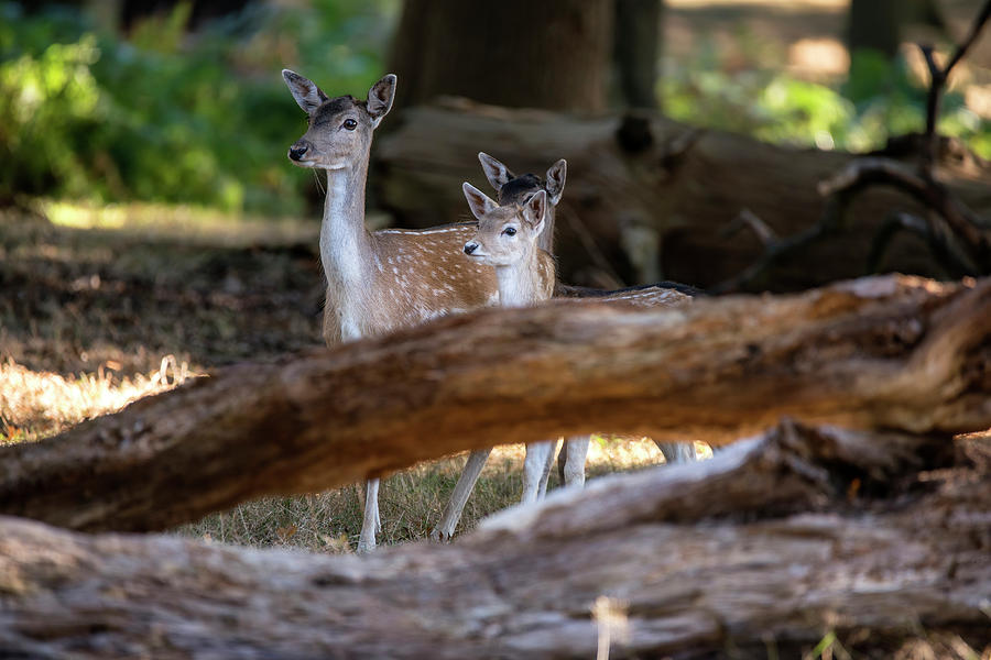 Beautiful Fallow deer hind doe with two young calves in forest l ...