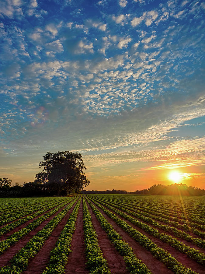 Beautiful Farm Sunset Photograph by Brad Boland