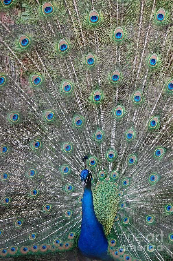 Beautiful Feathers Photograph by Patty Vicknair