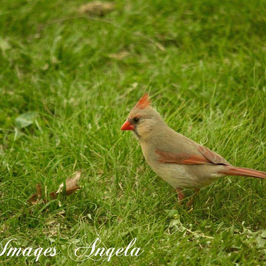 Nature Photograph - Beautiful Female Cardinal #cardnial by Angela Ahrens