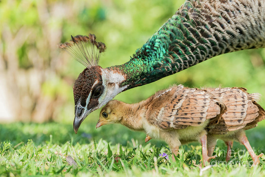 Beautiful Female Peacock And Her Child Photograph