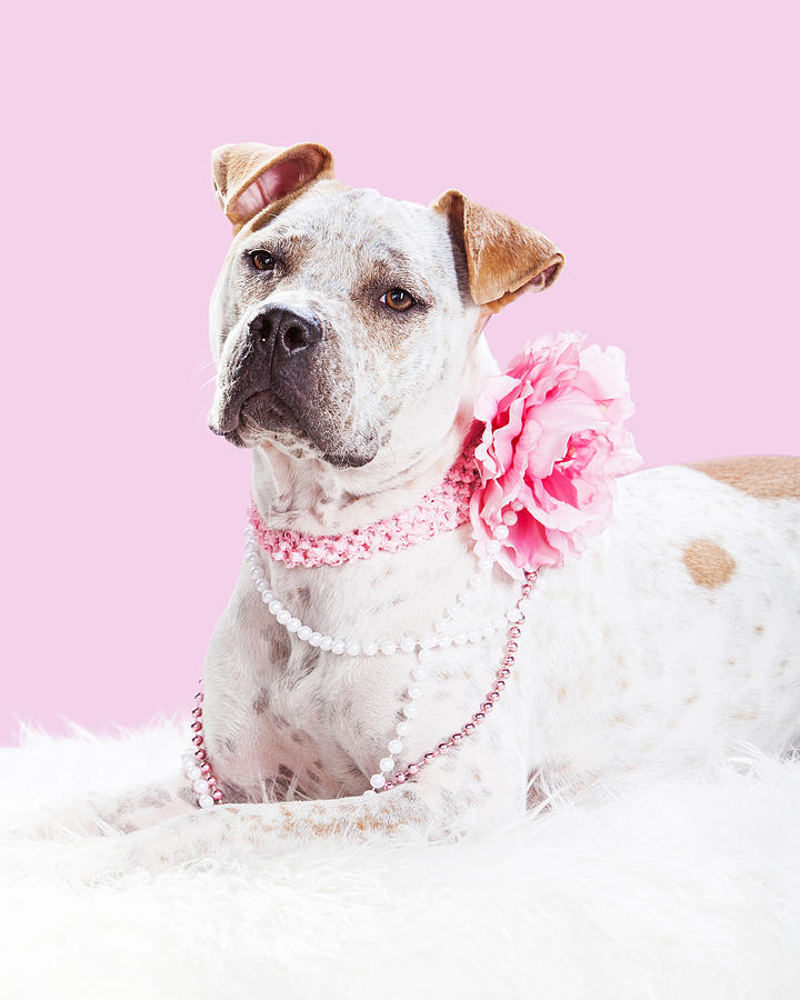 Beautiful Female Pit Bull Dog in Pink Photograph by Good Focused