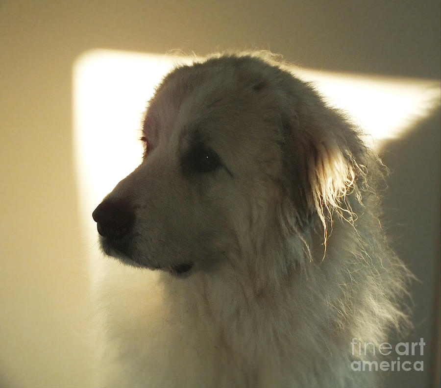 Dog Photograph - Beautiful Female Pyrenean Mountain Dog in Shadowy Repose by Murray Webb