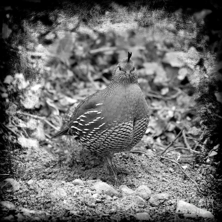 Beautiful Female Quail Black and White with Border Photograph by Carol Groenen