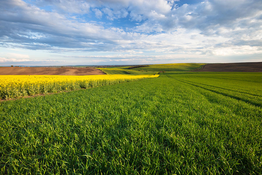 Beautiful field landscape Photograph by Nickolay Khoroshkov - Fine Art ...