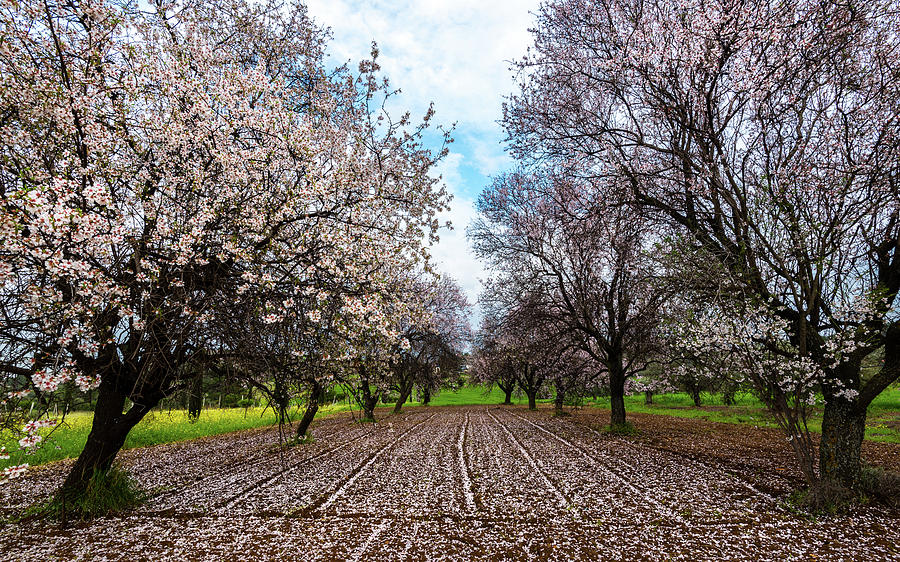 Beautiful field with almond trees full of white blossoms in spri Photograph by Michalakis Ppalis