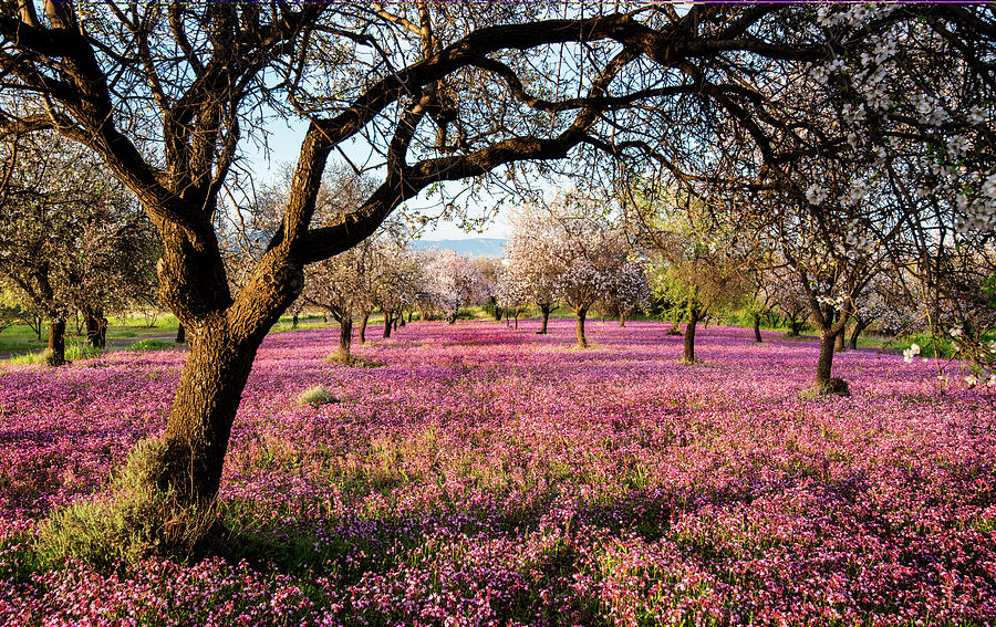 Beautiful field with purple veil of flowers in the ground. Photograph by Michalakis Ppalis
