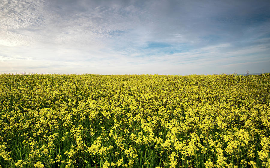 Beautiful field with yellow flowers in spring Photograph by Michalakis Ppalis