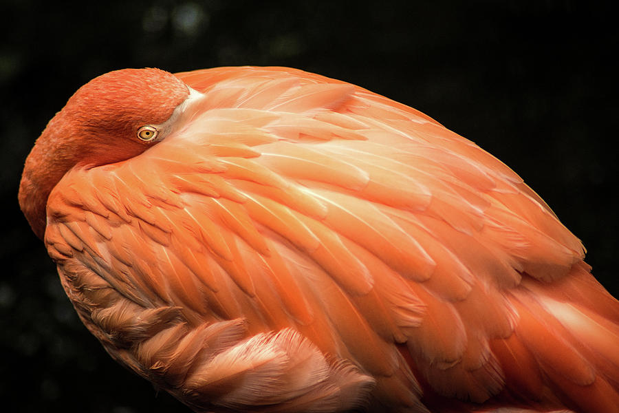 Beautiful Flamingo Photograph by Don Johnson