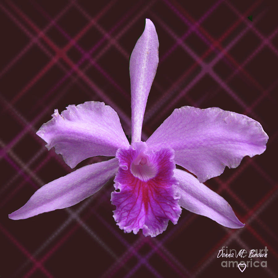 Beautiful Floating Orchid Photograph by Donna Brown