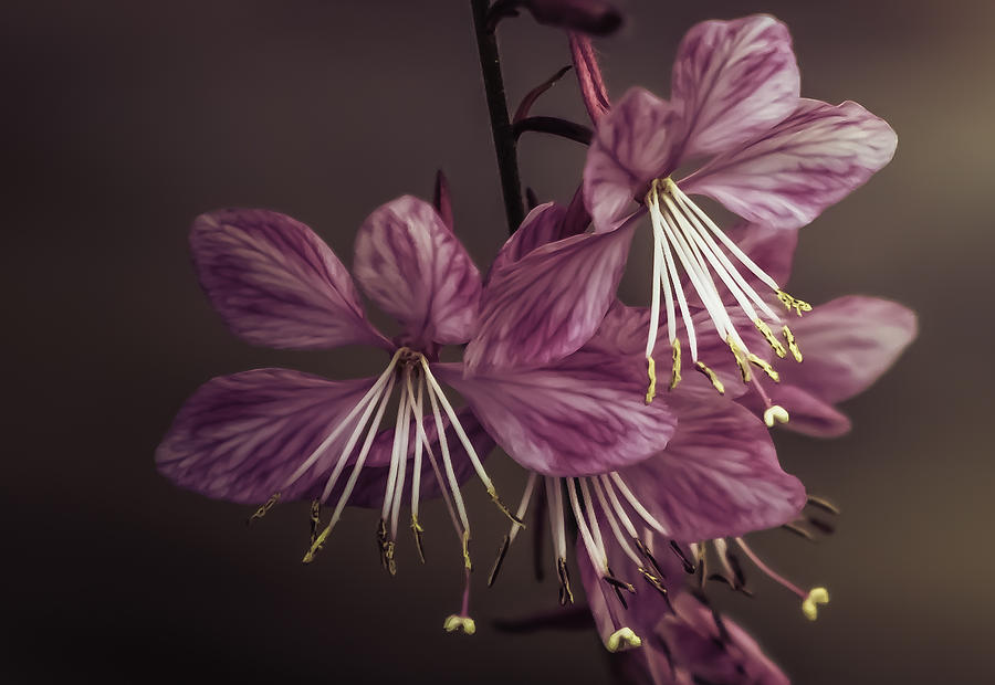Beautiful Floral  Photograph by Debra Forand